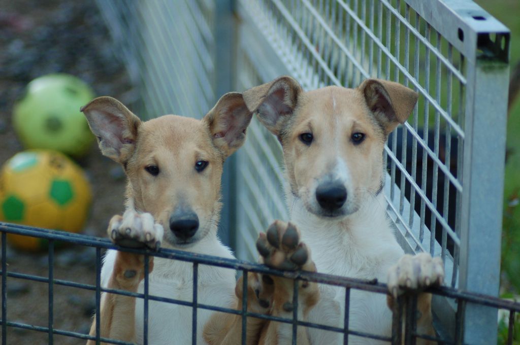 de la Fleur d'Ecosse - Chiots disponibles 