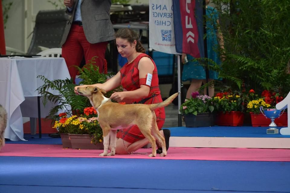 de la Fleur d'Ecosse - Championnat de France