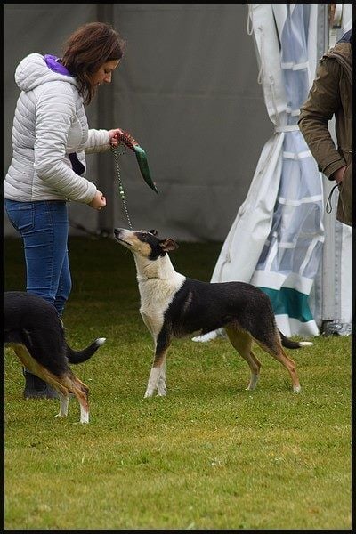 de la Fleur d'Ecosse - Lara jeune championne de France ! 