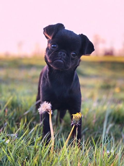 de l'orée des Montagnes Noires - Chiots Petits Brabançon à réserver