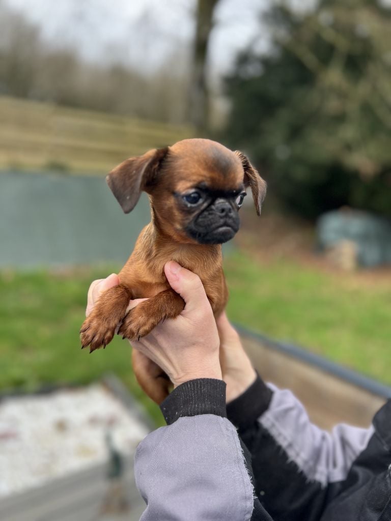 de l'orée des Montagnes Noires - Chiots disponibles - Petit Brabançon