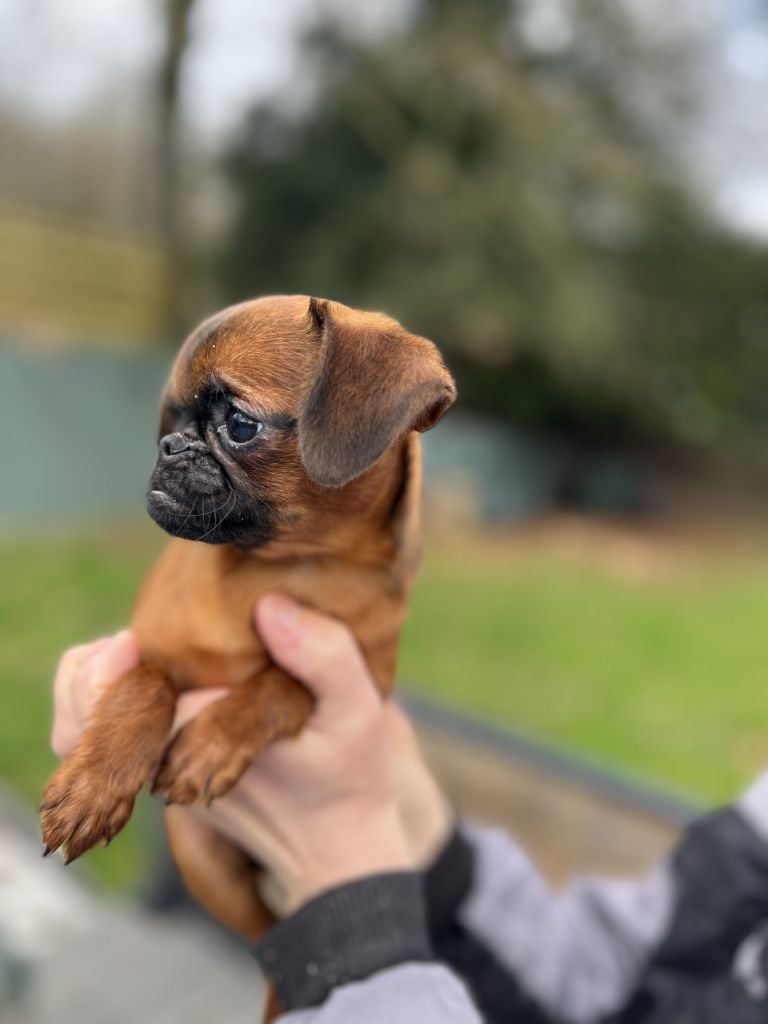 de l'orée des Montagnes Noires - Chiots disponibles - Petit Brabançon