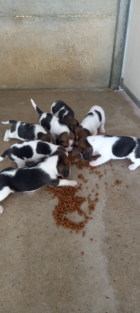 Chiot Beagle de Mont Joui