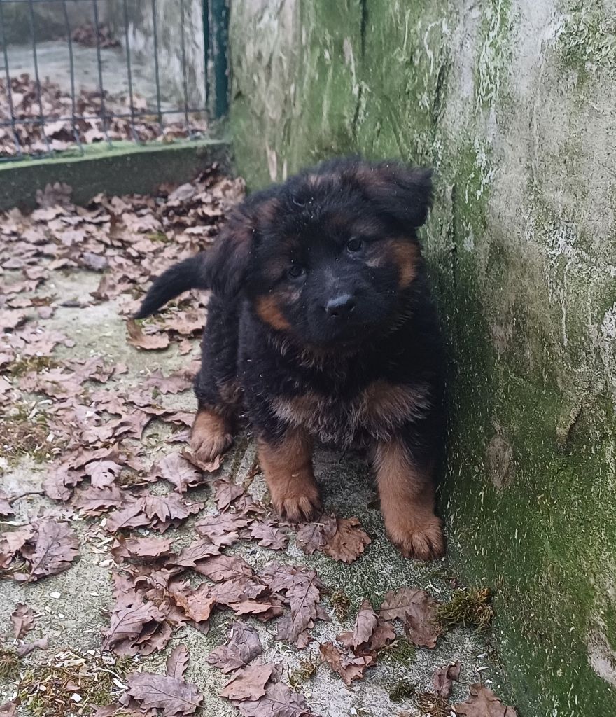 du Domaine de la Phoenix Doree - Chiots disponibles - Berger Allemand