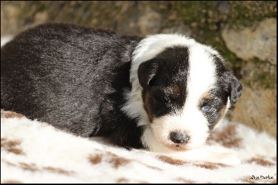 di u Vecchiu - 18 08 2013 ~ Naissance des chiots de Bonnie et Fender !