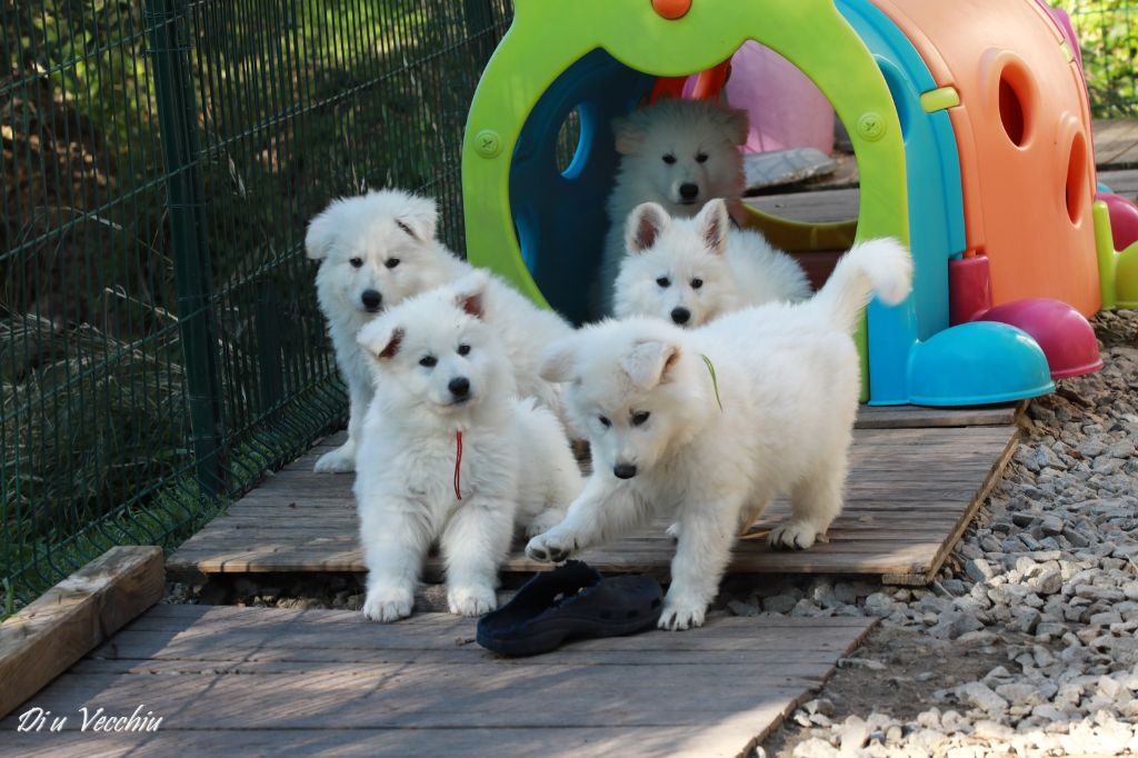 Nous n'avons plus de bébé disponible.