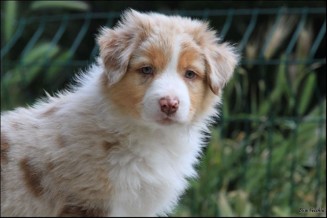 di u Vecchiu - Nos bébés ont tous rejoint leur famille.