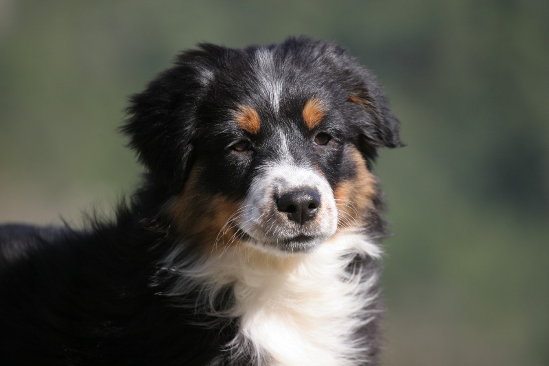 Chiot Berger Australien di u Vecchiu