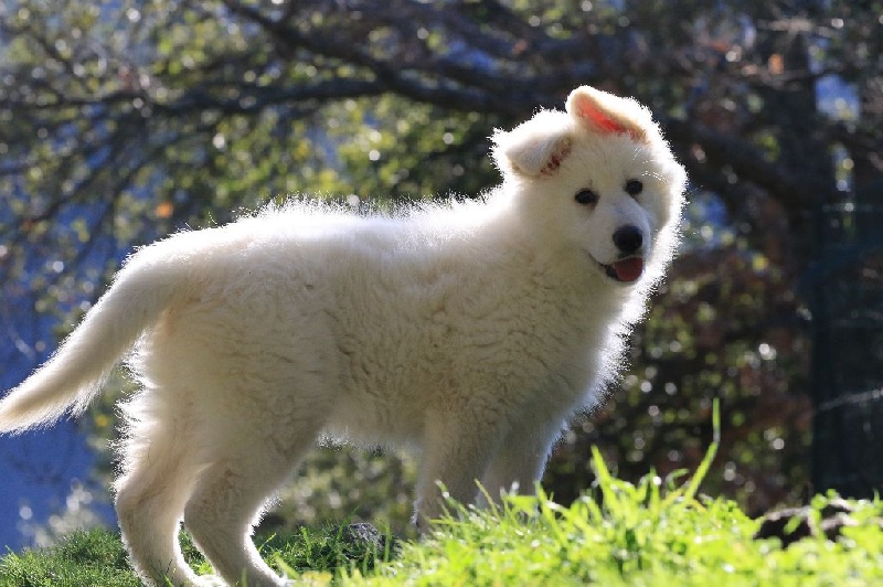 Chiot Berger Blanc Suisse di u Vecchiu