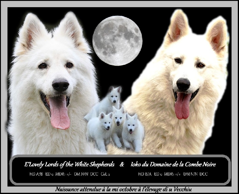 Chiot Berger Blanc Suisse di u Vecchiu