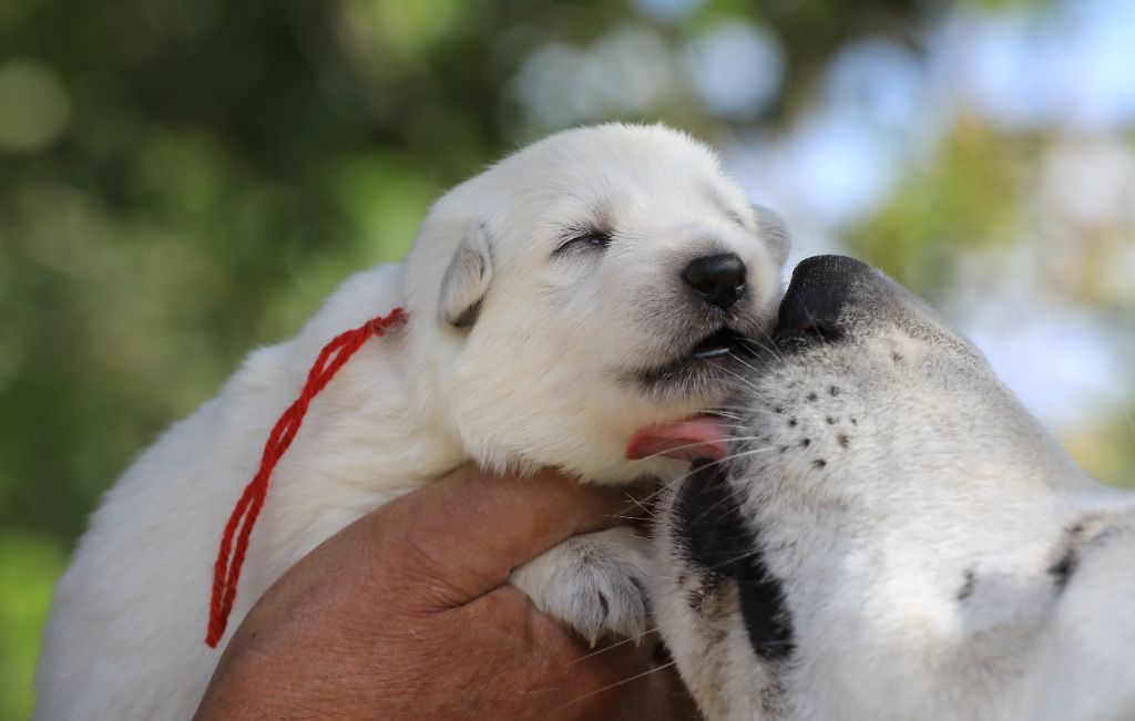 Chiot Berger Blanc Suisse di u Vecchiu