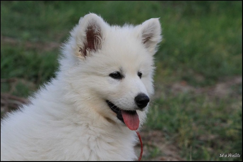 di u Vecchiu - Berger Blanc Suisse - Portée née le 13/03/2015