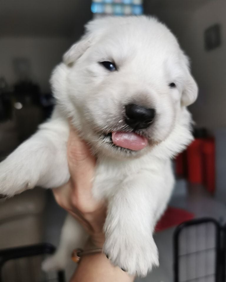 di u Vecchiu - Berger Blanc Suisse - Portée née le 23/12/2023