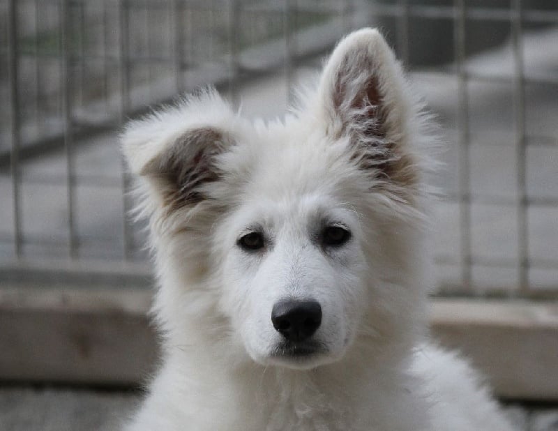 di u Vecchiu - Berger Blanc Suisse - Portée née le 26/09/2014