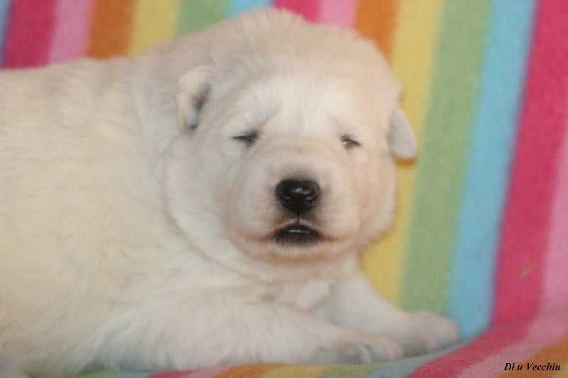 Chiot Berger Blanc Suisse di u Vecchiu