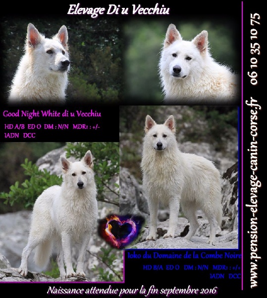 Chiot Berger Blanc Suisse di u Vecchiu