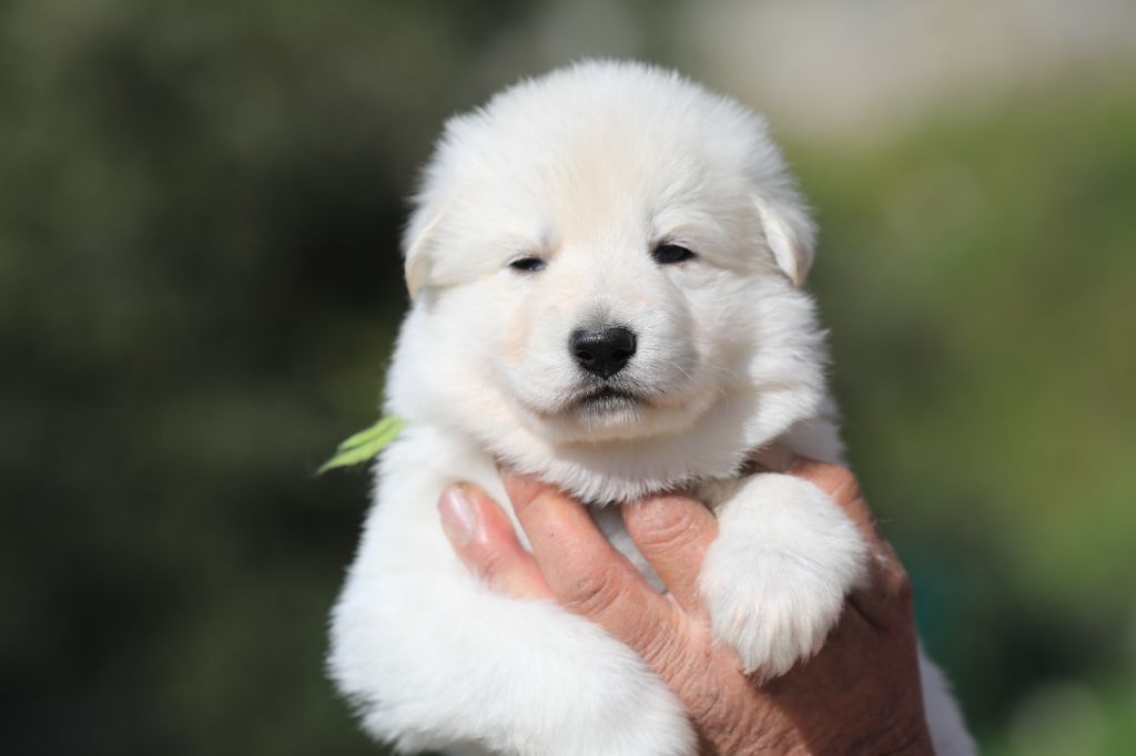 di u Vecchiu - Berger Blanc Suisse - Portée née le 26/02/2021