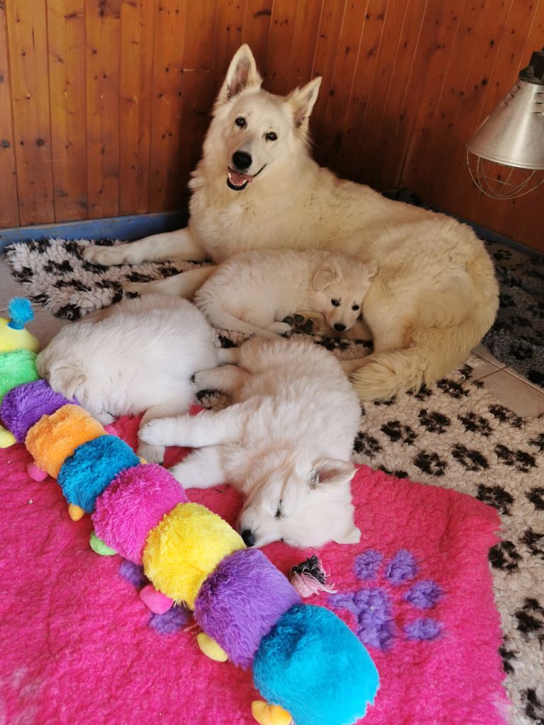 di u Vecchiu - Berger Blanc Suisse - Portée née le 14/02/2022