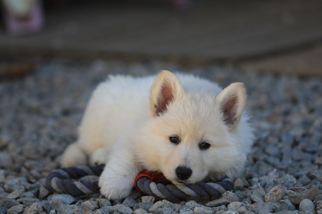 Chiot Berger Blanc Suisse di u Vecchiu