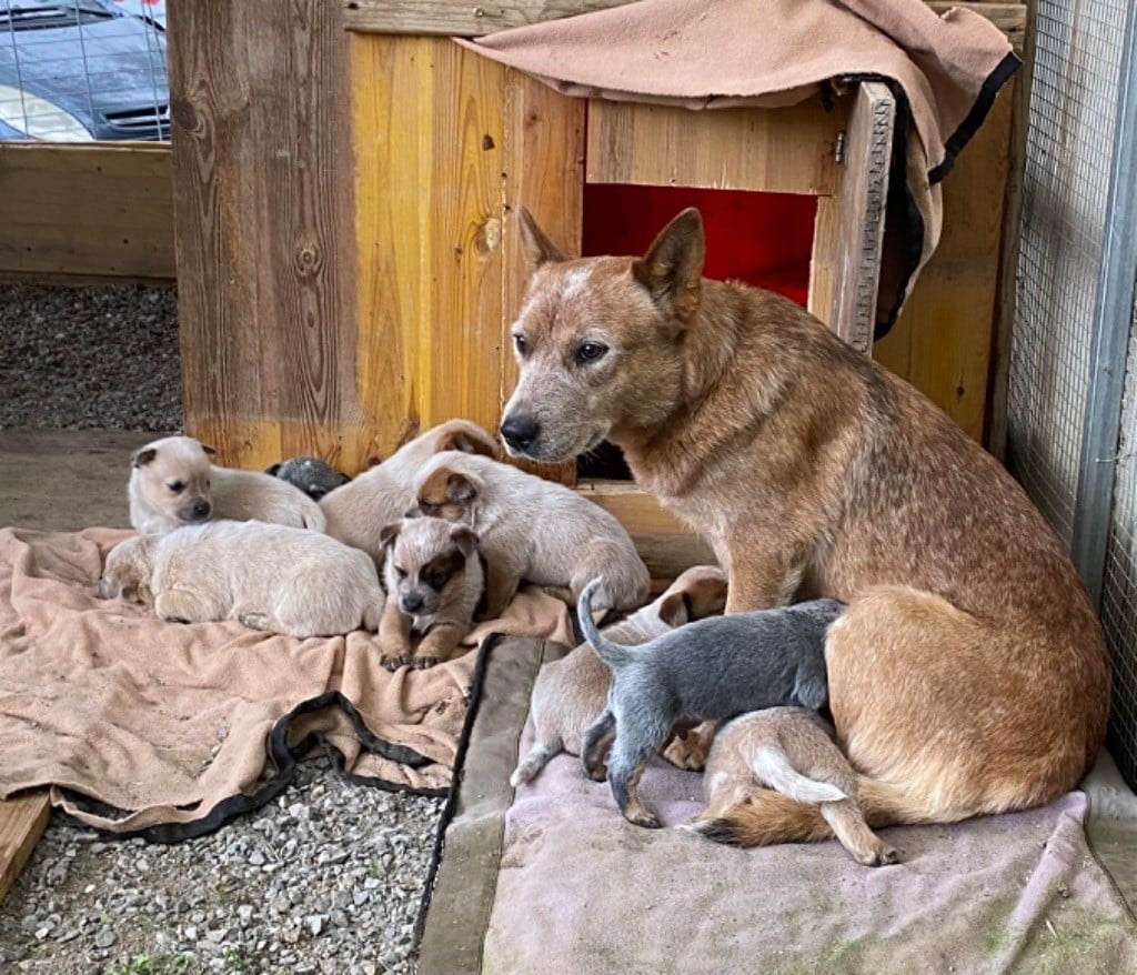 du Shuunka Takan - Chiots disponibles mi février 