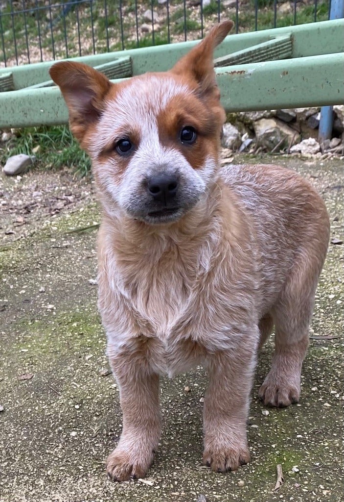 du Shuunka Takan - Chiots disponibles - Bouvier australien