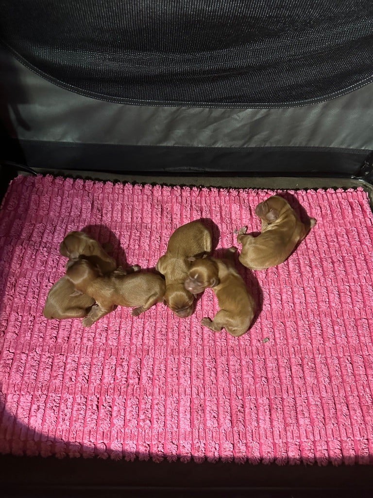 CHIOT 5