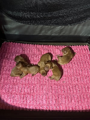 CHIOT 5