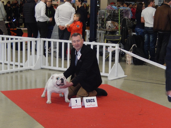 Des wonderfuls bulls -  PARIS DOG SHOW