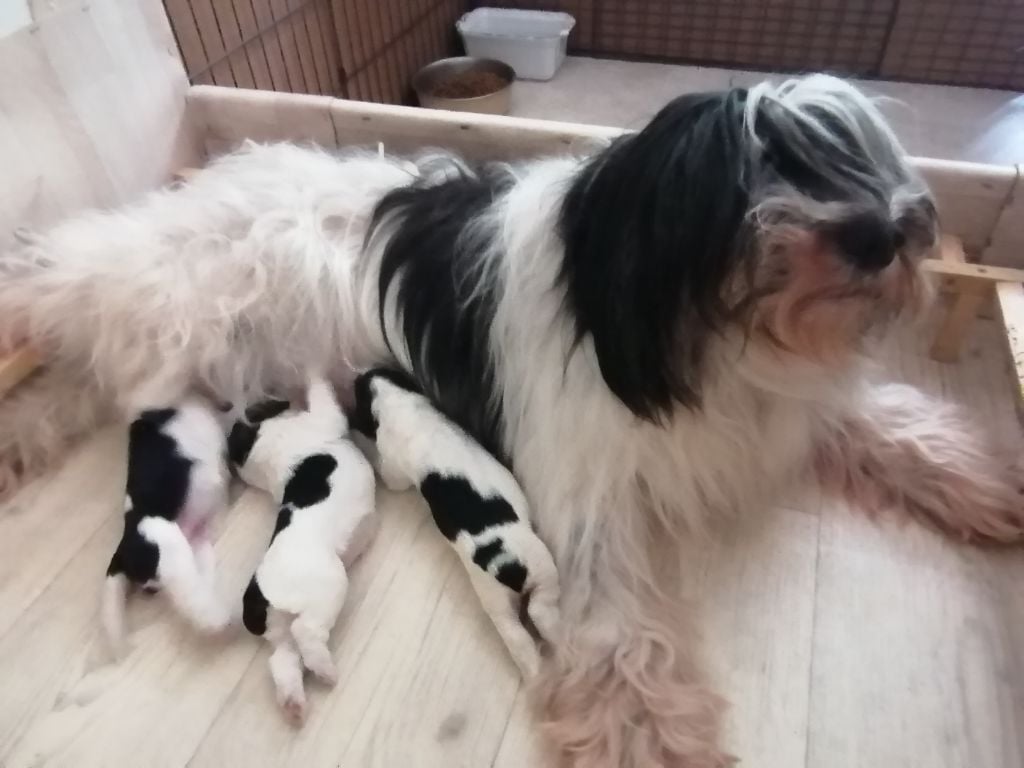 Chiot Berger Polonais de plaine du Clos de L'Igloo