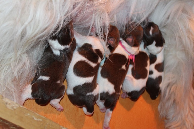 Chiot Berger Polonais de plaine du Clos de L'Igloo