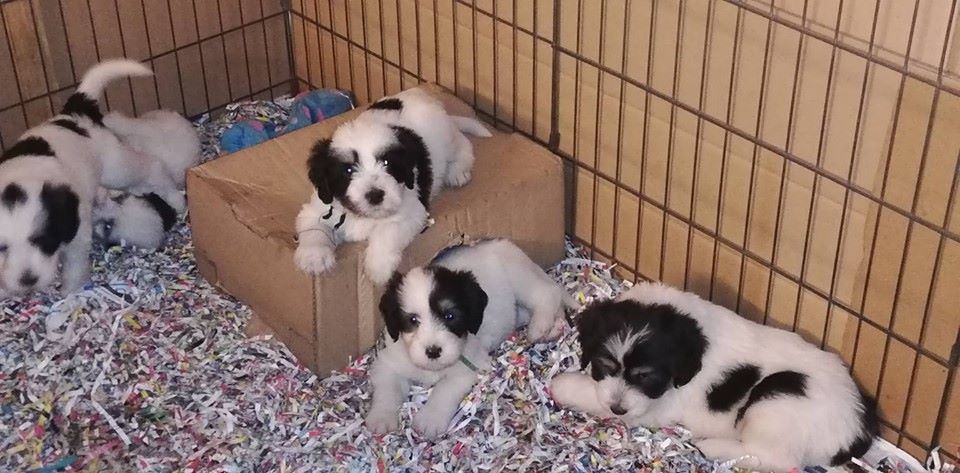 Chiot Berger Polonais de plaine du Clos de L'Igloo