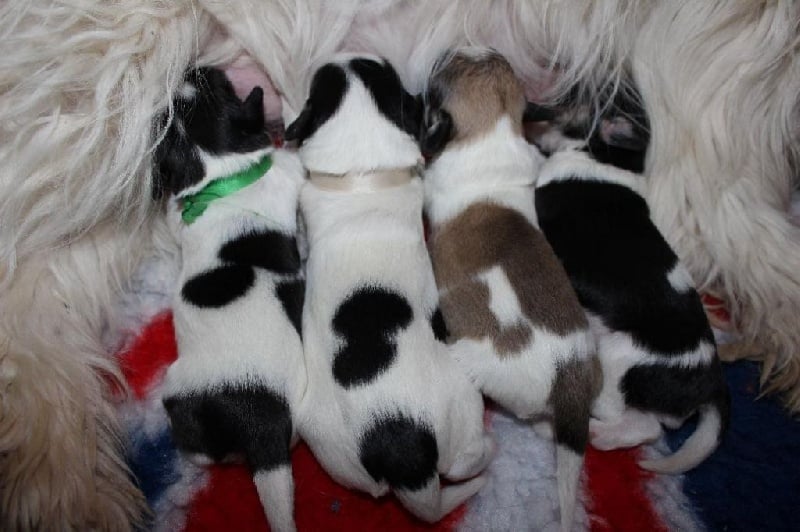 Chiot Berger Polonais de plaine du Clos de L'Igloo