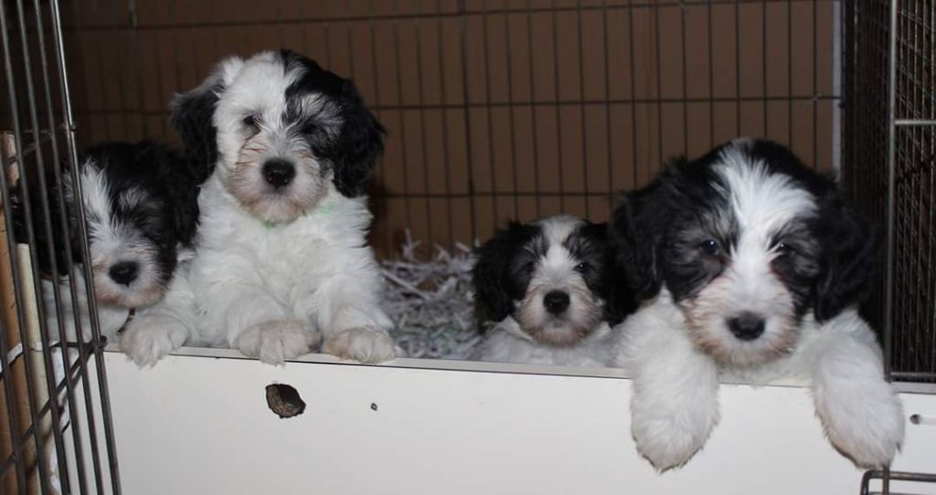 Chiot Berger Polonais de plaine du Clos de L'Igloo