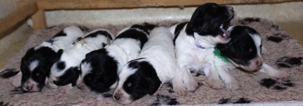 Chiot Berger Polonais de plaine du Clos de L'Igloo