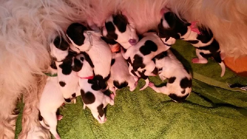 Chiot Berger Polonais de plaine du Clos de L'Igloo