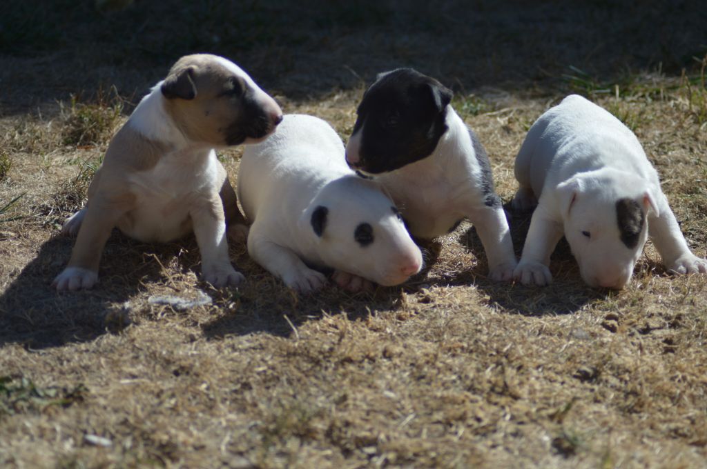 Kahlgazel - Bull Terrier - Portée née le 24/08/2018