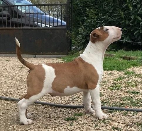 Kahlgazel - Bull Terrier - Portée née le 11/01/2023