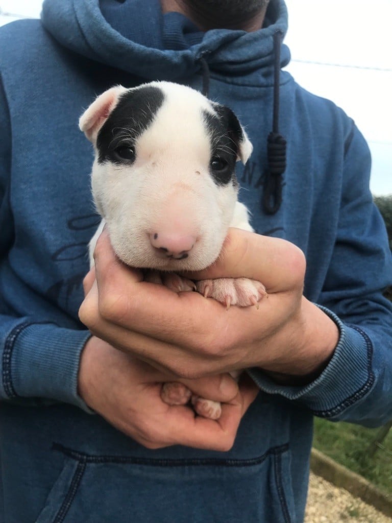 Kahlgazel - Bull Terrier - Portée née le 26/02/2024