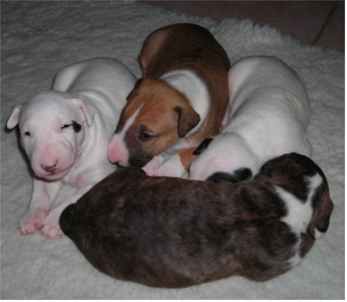 Kahlgazel - Bull Terrier - Portée née le 16/06/2010