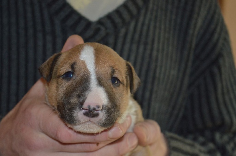 Kahlgazel - Bull Terrier - Portée née le 19/01/2017