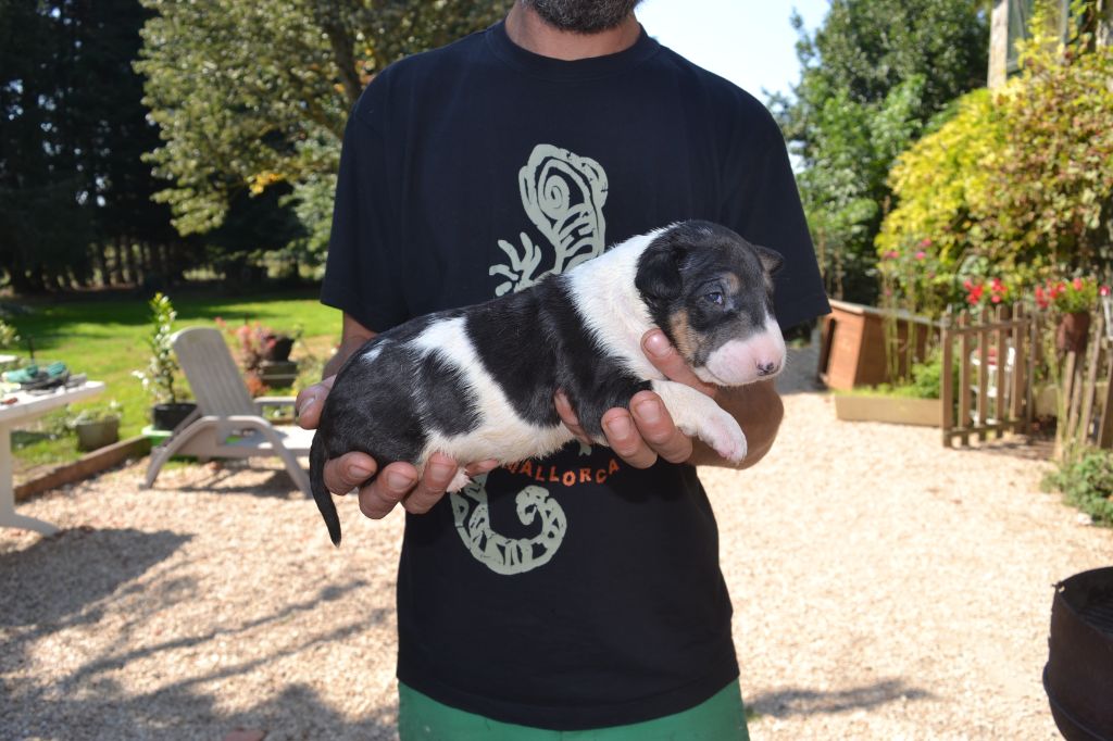 Kahlgazel - Bull Terrier - Portée née le 13/08/2021