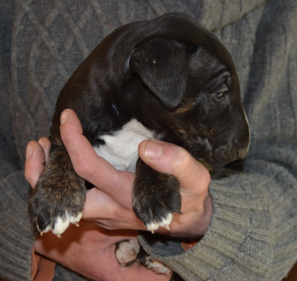 Kahlgazel - Bull Terrier - Portée née le 04/02/2019