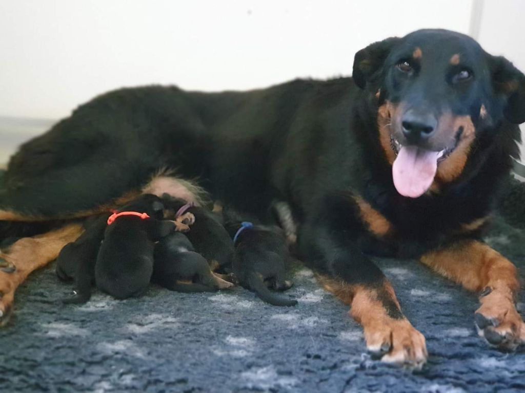 de la Noé d'Orient - Chiot beauceron de la Noé d'Orient 