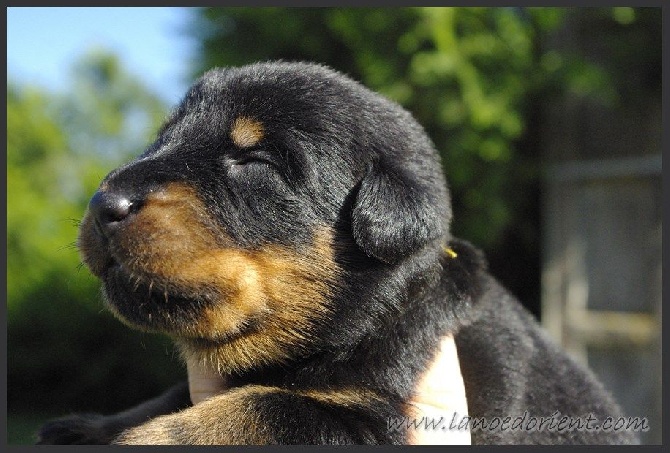 de la Noé d'Orient - Chiots femelles disponibles