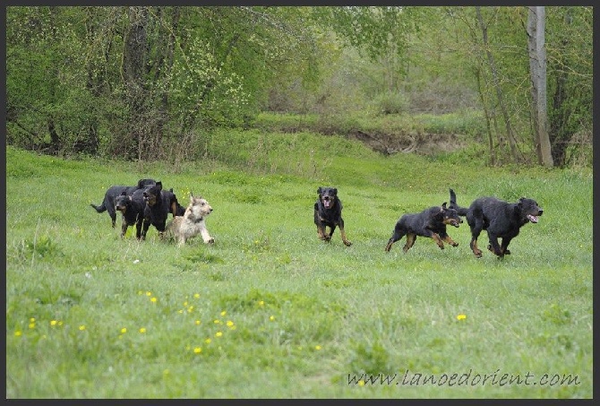 de la Noé d'Orient - Des chiens heureux...