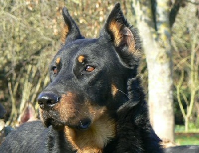 de la Noé d'Orient - Résultats du Paris Dog Show !!