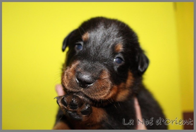 de la Noé d'Orient - Superbes bébés beaucerons à reserver...