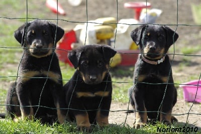 de la Noé d'Orient - Photos des bébés....