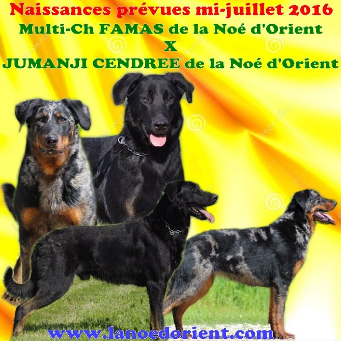 de la Noé d'Orient - Chiots arlequin et noir et feu a naitre cet été...