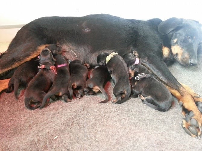 de la Noé d'Orient - Chiots actuellement à réserver !!